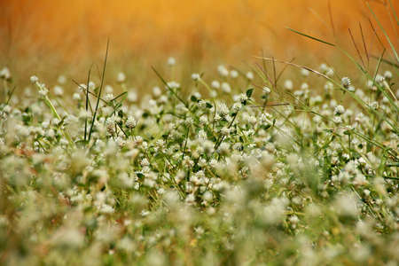 Natural texture, photo background. patch of clover spotted with white flowers. Fresh summer or spring background.の写真素材