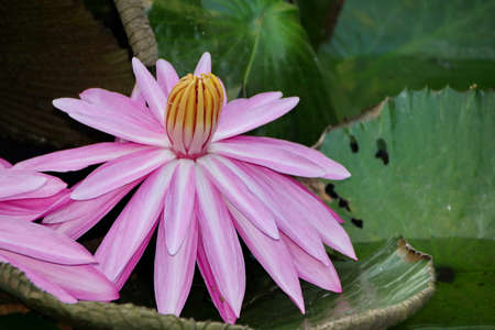 Natural Lotus Flower Blooms in a beautiful garden, exotic round seed stand of a lotus isolated on blurry backgroundの写真素材