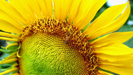 Sunflowers and bees who are looking for nectar in a garden, selectively focused