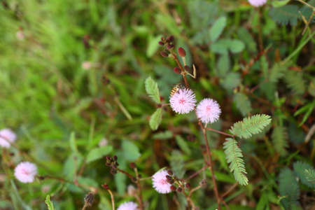 Mimosa pudica, flower of sensitive plant, sleepy plant or the touch me not tree in. green leaf with...