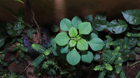 Wild plants, usually grow in any place without being planted. Close upの写真素材