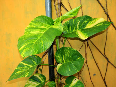 Large size of ivory betel leaf seen from a close distance, sticking to the wallの写真素材