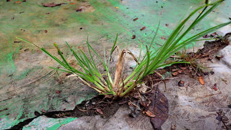 Wild plants, usually grow in any place without being planted. Close upの写真素材