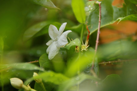 Wild plants, usually grow in any place without being planted. Close upの写真素材