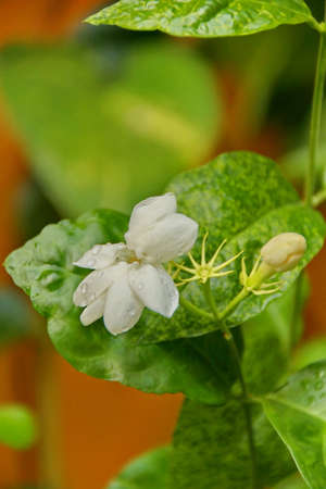 Jasmine flowers blossoming on bush in sunny day. Beautiful white jasmine flowers on the bush in the...