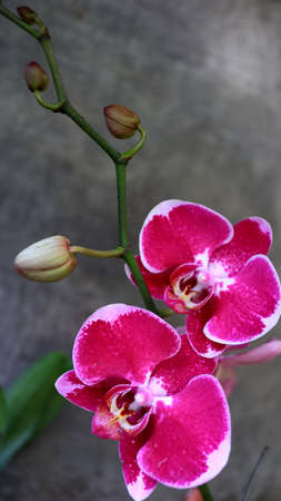 Phalaenopsis amabilis, commonly known as the moon orchid or moth orchid and as anggrek bulan in Indonesia, is a species of flowering plant in the orchid family Orchidaceaeの写真素材
