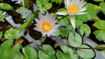 Beautiful pink waterlily or lotus flower in pond. Beautiful white lotus flower in the pot and lotus flower plants, pure white lotus flower.の写真素材