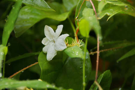 Jasmine flowers blossoming on bush in sunny day. Beautiful white jasmine flowers on the bush in the garden on a blurred backgroundの写真素材