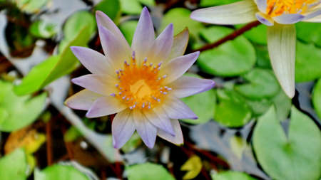 Beautiful pink waterlily or lotus flower in pond. Beautiful white lotus flower in the pot and lotus flower plants, pure white lotus flower.の写真素材