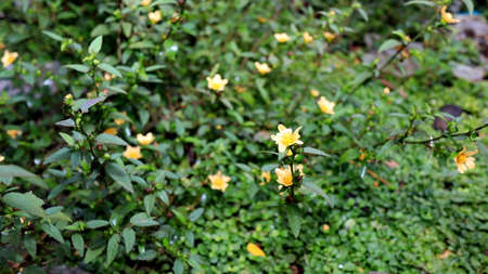 Wild plants, usually grow in any place without being planted. Close upの写真素材