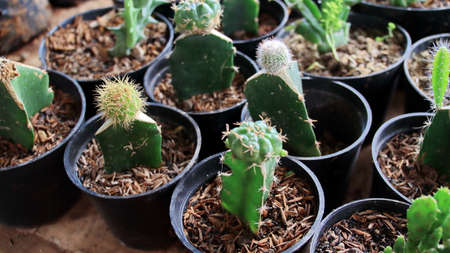 Green houseplants cactus. Potted mini cactus house plants. House plants clay pots on striped tableの写真素材