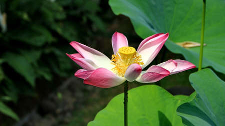 Natural Lotus Flower Blooms in a beautiful garden, exotic round seed stand of a lotus isolated on blurry backgroundの写真素材