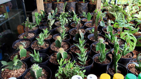 Green houseplants cactus. Potted mini cactus house plants. House plants clay pots on striped tableの写真素材