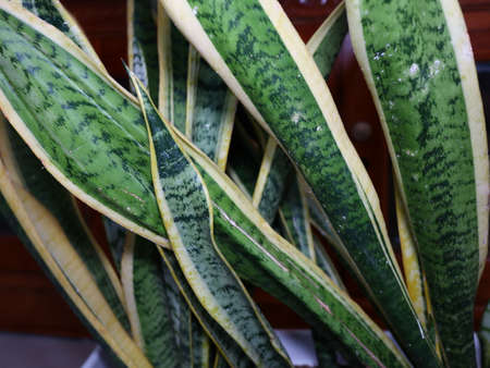 Sansevieria Trifasciata small plants. Houseplant care concept. Decoration on the desk. Indoor plant.の写真素材