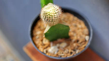 Green houseplants cactus. Potted mini cactus house plants. House plants clay pots on striped tableの写真素材