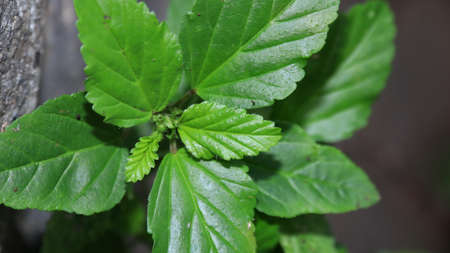 Wild plants, usually grow in any place without being planted. Close upの写真素材