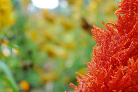 celosia flowers in the daylight. Flowers blooming in garden. Natural Celosia Flowers In The Flower Farmの写真素材