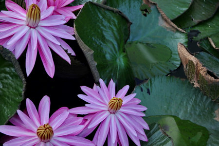 Natural Lotus Flower Blooms in a beautiful garden, exotic round seed stand of a lotus isolated on blurry backgroundの写真素材