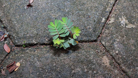 Wild plants, usually grow in any place without being planted. Close up
