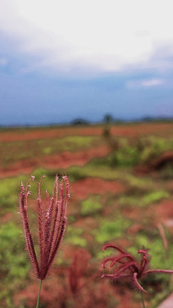 weed in the middle of a field with a blurry background and blue skyの写真素材