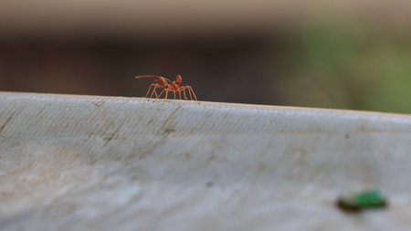 Red ants are looking for foods. Work ants are walkingの写真素材