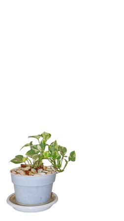 Green Plant in Pot on White Background, Pothos plants in potsの写真素材