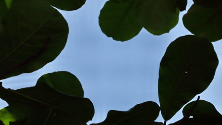 Leaves on the branches, tree against sky, nature green background, selective focus