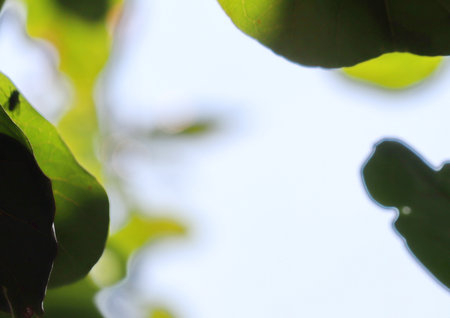 Leaves on the branches, tree again sky, nature green Background, Selective focus