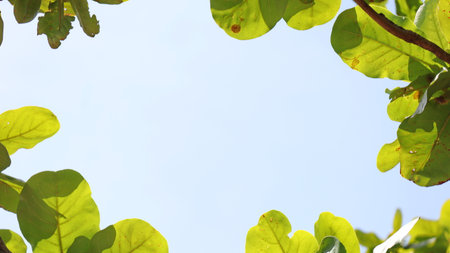 Leaves on the branches, tree again sky, nature green Background, Selective focus
