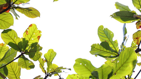 Leaves on the branches, tree again sky, nature green Background, Selective focusの写真素材