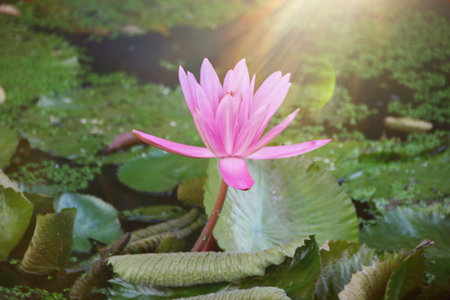 Natural Lotus Flower Blooms in a beautiful garden, exotic round seed stand of a lotus isolated on blurry background. With soft morning sunlight, soft focusの写真素材