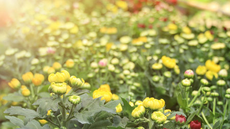 Photo of a bunch of chrysanthemum flowers. Chrysanthemum pattern in flowers park. Cluster of pink...