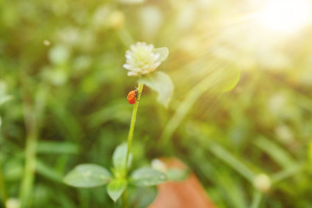 Lady bug perching on flower. Lady bug in nature. Lady bug in natural habitats. Beautiful natural...
