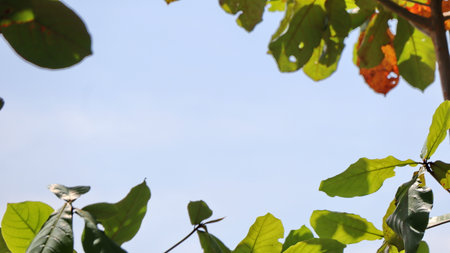 Leaves on the branches, tree again sky, nature green Background, Selective focus