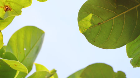 Leaves on the branches, tree again sky, nature green Background, Selective focus