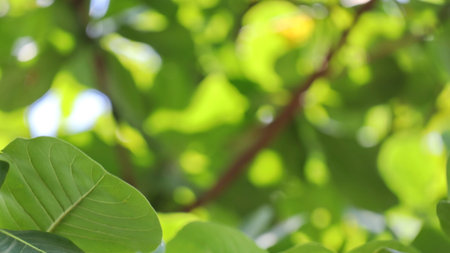 Leaves on the branches, tree again sky, nature green Background, Selective focus