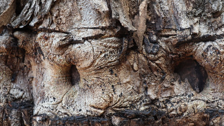 Tree bark displays textured surface in forest with cracks and patterns creating a natural abstract...