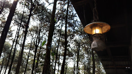 Vintage lantern hangs from wooden structure, illuminating a dense pine forest with soft, warm light, creating a peaceful and rustic atmosphere.の写真素材