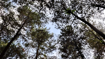 Tall pine trees reaching towards the sky in a dense forest, creating a sense of tranquility and connection with nature.の写真素材