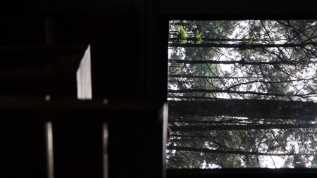 Chair sits in dark cabin looking out at dense pine forest on overcast day, creating a sense of solitude and peace.の写真素材