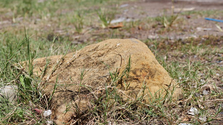 Stone remnants lie scattered amidst green grass and foliage, evoking a sense of history and decay in...