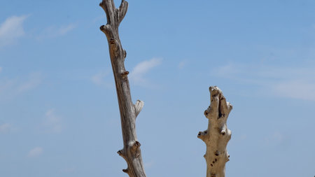 Wooden swing hangs invitingly on a white sand beach overlooking the turquoise ocean under a clear...