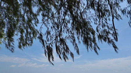 Pine branches swaying gently against a bright blue sky with wispy clouds, creating a peaceful and...