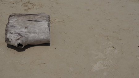 Weathered driftwood sits on a sandy beach, shaped by the ocean's currents and time, creating a serene and natural scene.の写真素材