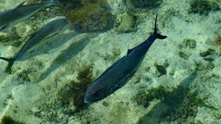 Fish swim gracefully over the sandy seabed in clear turquoise water, creating a serene underwater...