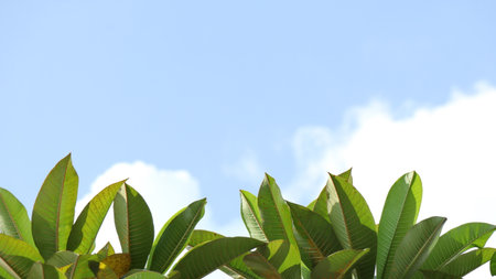Green leaves reaching towards the bright blue sky with fluffy white clouds on a peaceful summer afternoon, creating a serene and natural scene.の写真素材