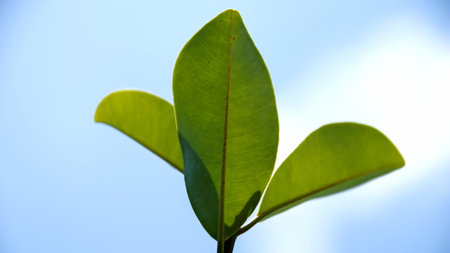 Bright green sprout emerges from the soil reaching towards the sky, symbolizing new beginnings and growth in springtime.の写真素材