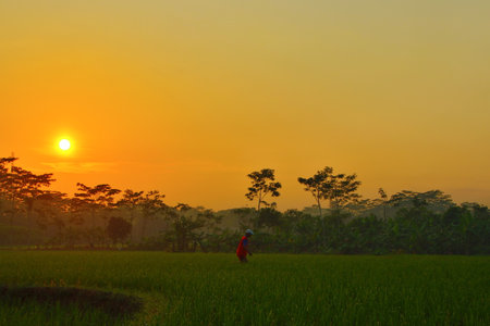 Golden sun rises over lush green rice fields in the countryside, casting a warm glow on the...
