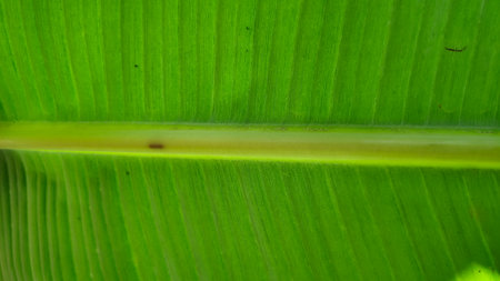 Banana leaf displays vibrant green texture in closeup, showcasing natural patterns and organic details with fresh, tropical vibe.の写真素材