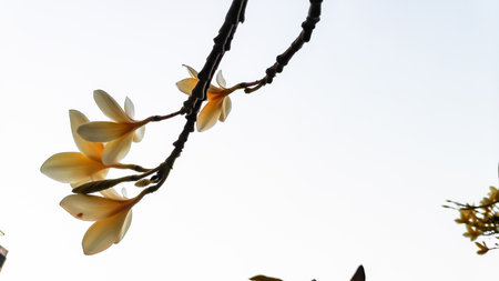 Frangipani flowers bloom on a branch against a bright sky, showcasing delicate petals and vibrant colors in a peaceful tropical setting.の写真素材